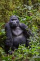 51 Oeganda, Bwindi NP, gorilla